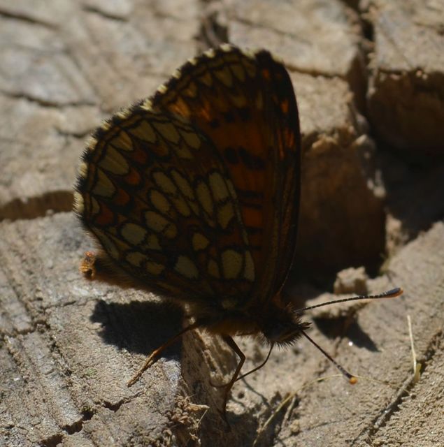 Melitaea britomartis - barnás tarkalepke
