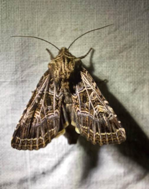 Heliophobus reticulata - fehéreres kertibagoly