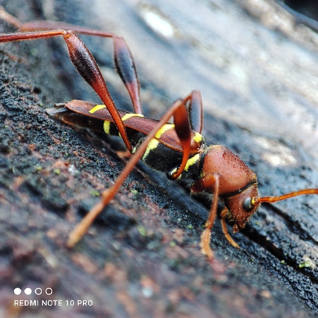 Neoclytus acuminatus - amerikai darázscincér