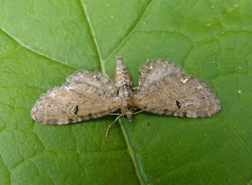 Eupithecia absinthiata - üröm-törpearaszoló