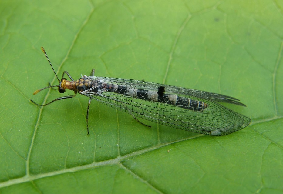 Megistopus flavicornis - kétfoltos hangyaleső