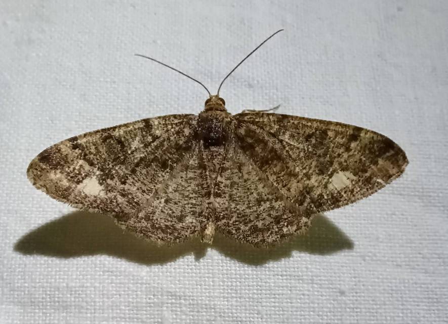 Parectropis similaria - barna zuzmóaraszoló