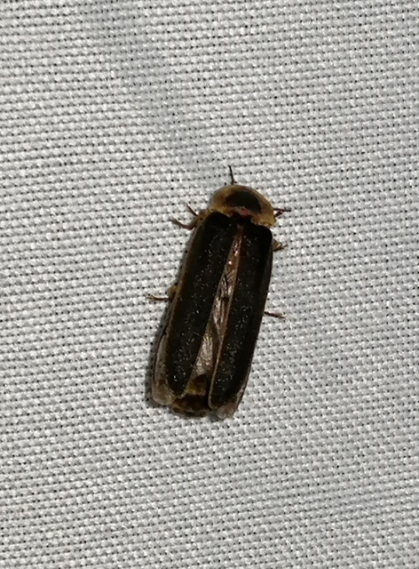 Lampyris noctiluca - nagy szentjánosbogár