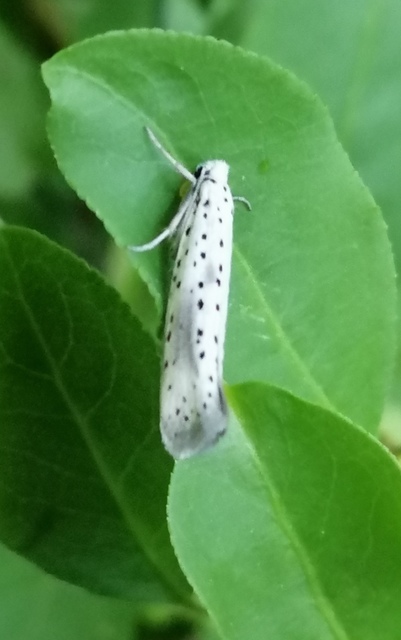 Yponomeuta irrorella - pókhálós kökénymoly