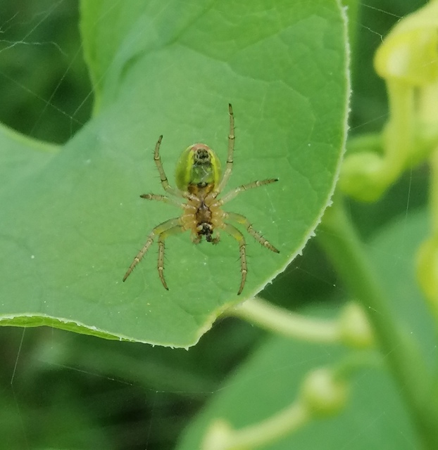 Araniella