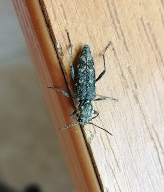 Xylotrechus rusticus - egérszínű darázscincér