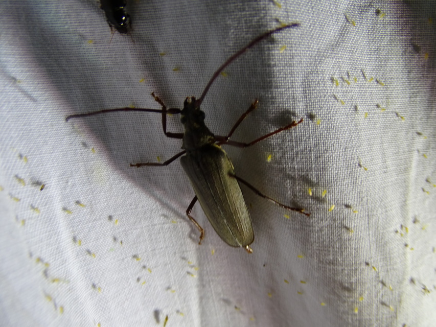Aegosoma scabricorne - diófacincér