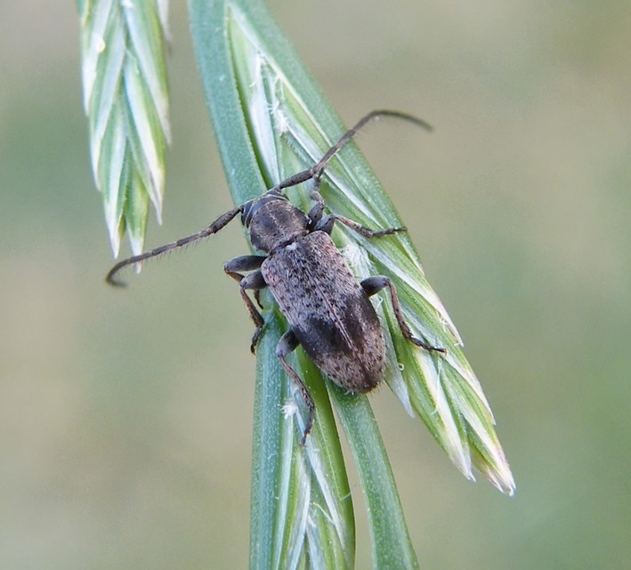 Exocentrus punctipennis - szilfa-rőzsecincér