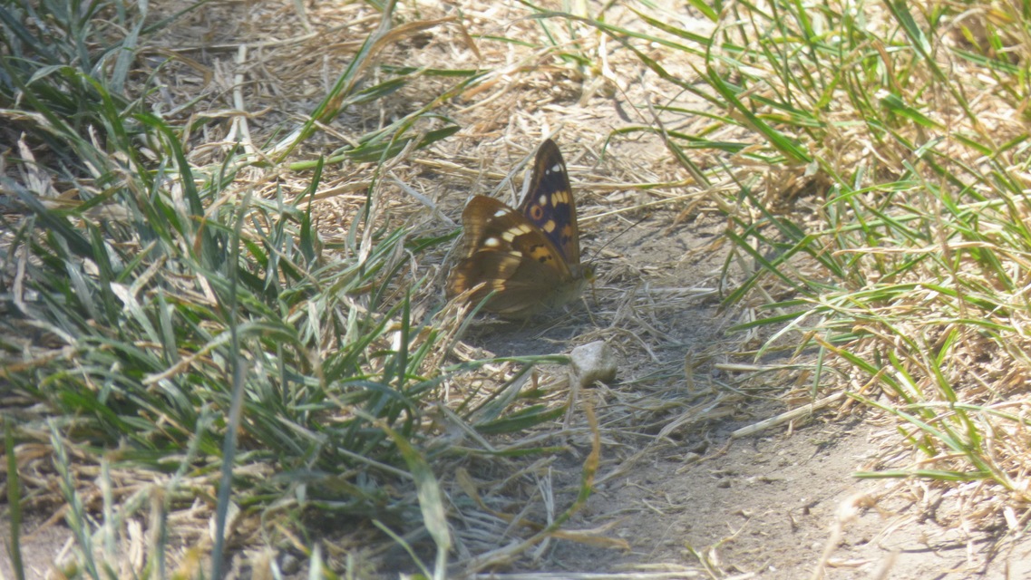Apatura ilia - kis színjátszólepke
