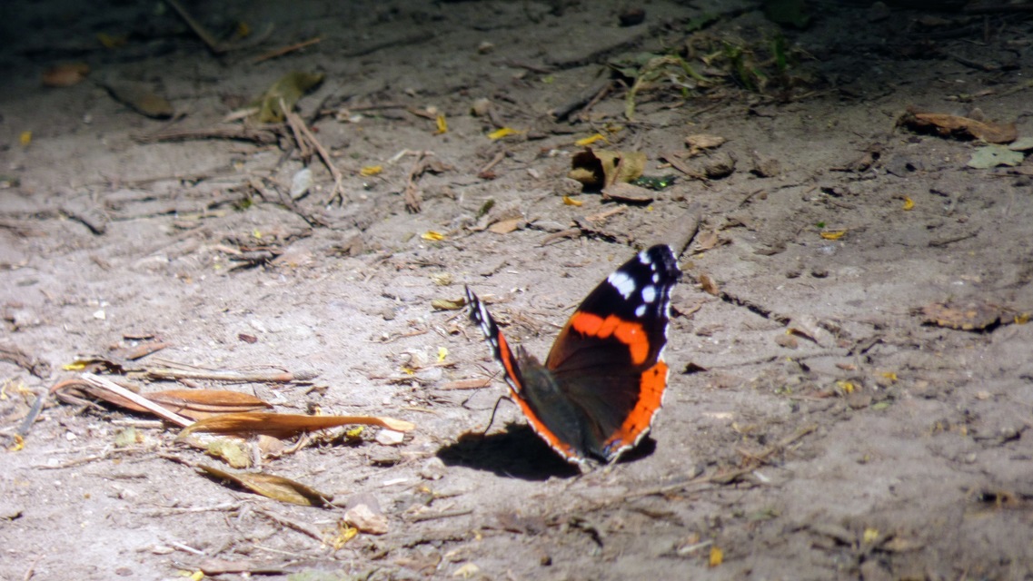 Vanessa atalanta - atalantalepke