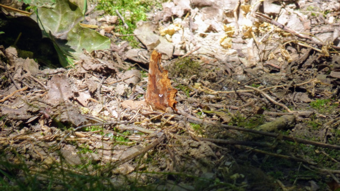 Nymphalis c-album - C-betűs lepke