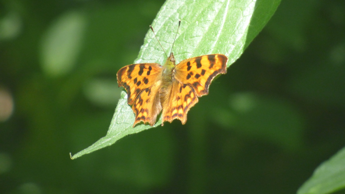 Nymphalis c-album - C-betűs lepke