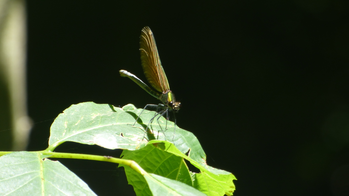 Calopteryx virgo - kisasszony-szitakötő