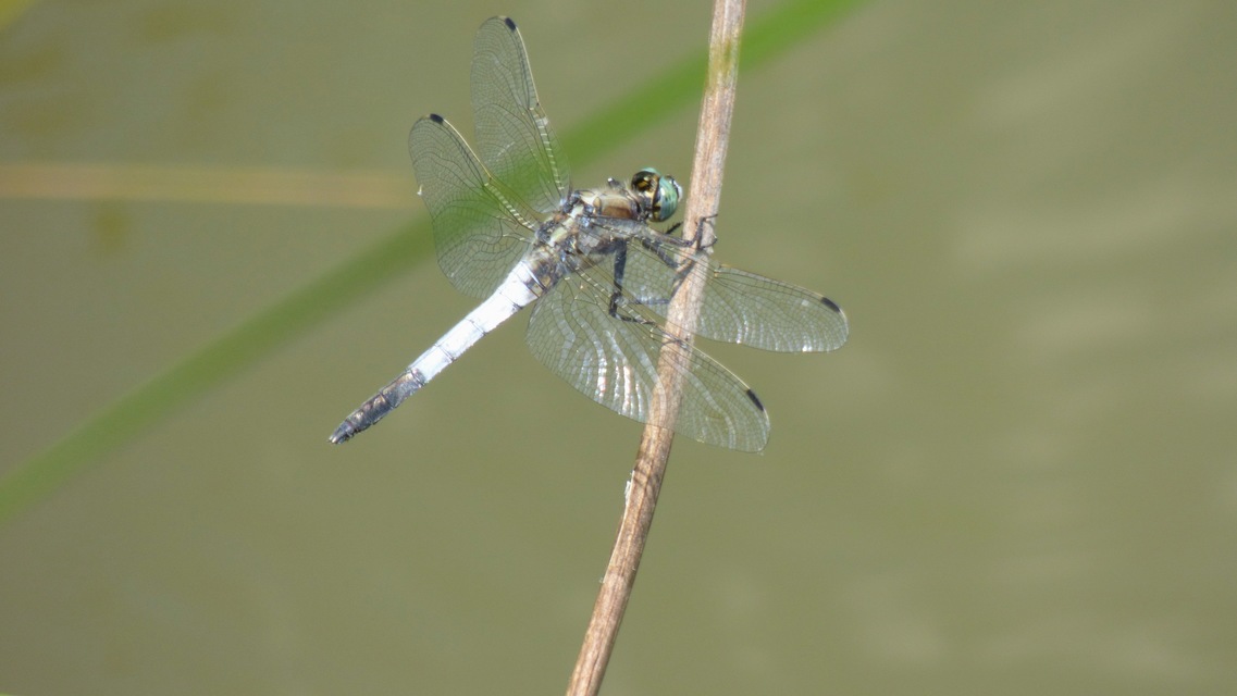 Orthetrum albistylum - fehérfarkú pásztorszitakötő