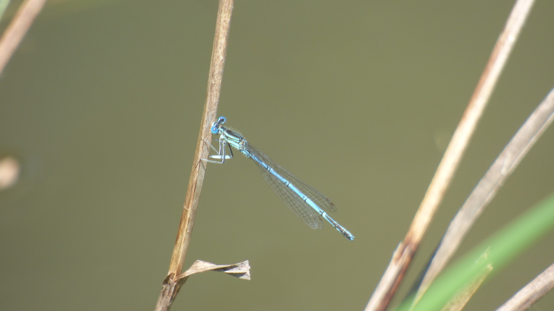 Platycnemis pennipes - széleslábú szitakötő