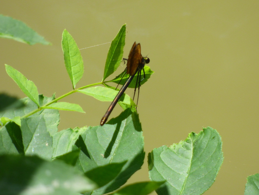 Calopteryx virgo - kisasszony-szitakötő