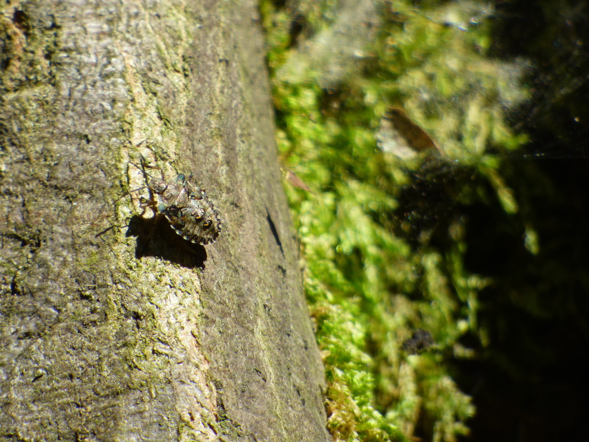 Heteroptera - Poloskák Heteroptera - Poloskák