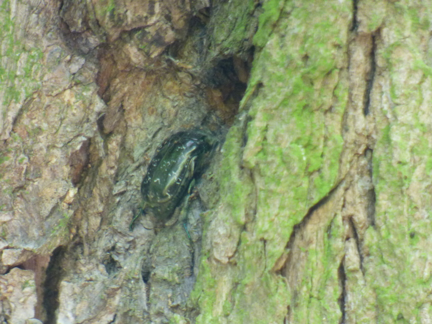 Protaetia marmorata - márványos virágbogár