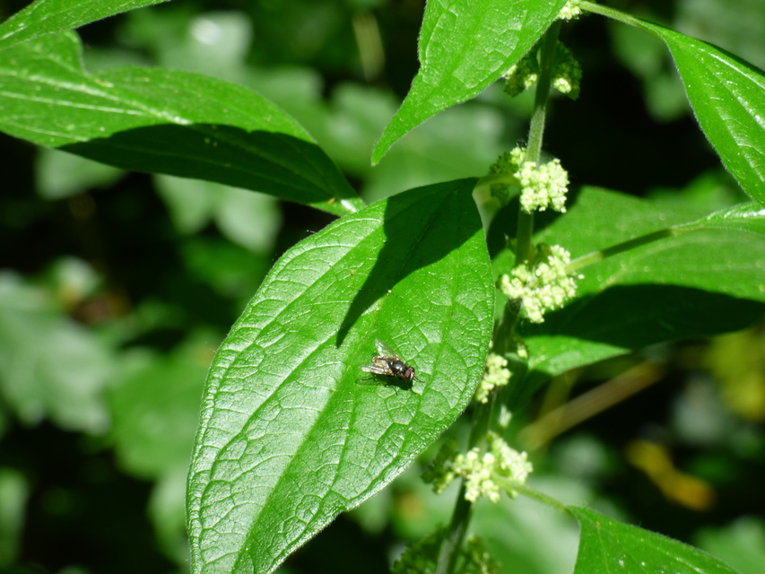 Musca autumnalis - tanyai légy