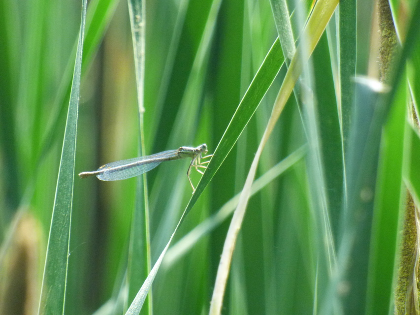 Platycnemis pennipes - széleslábú szitakötő