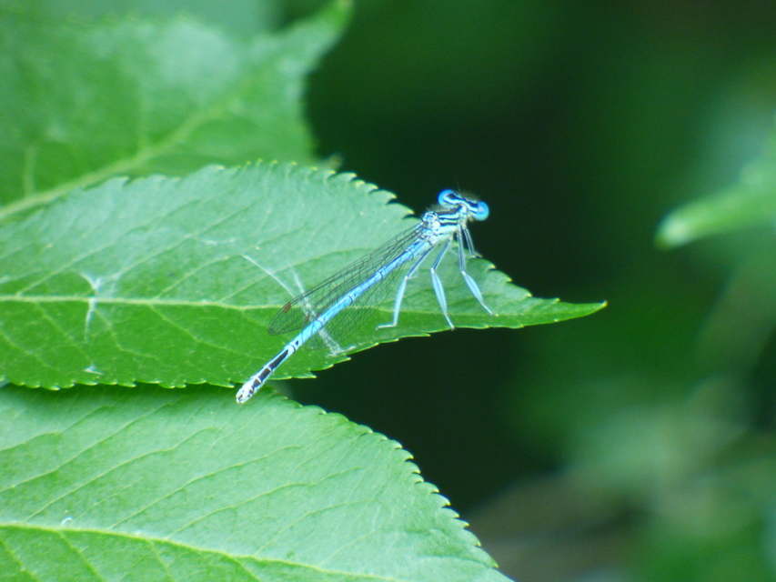 Platycnemis pennipes - széleslábú szitakötő
