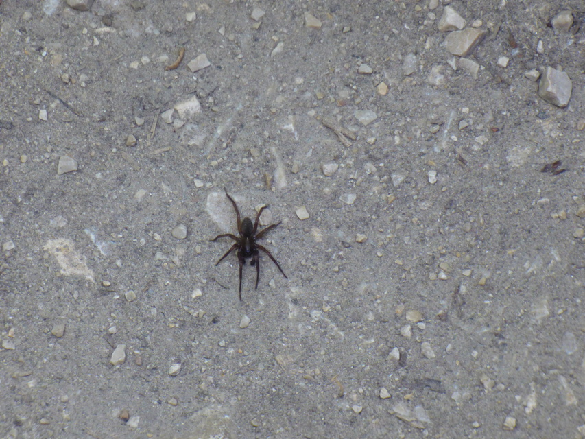 Araneae - Pókok