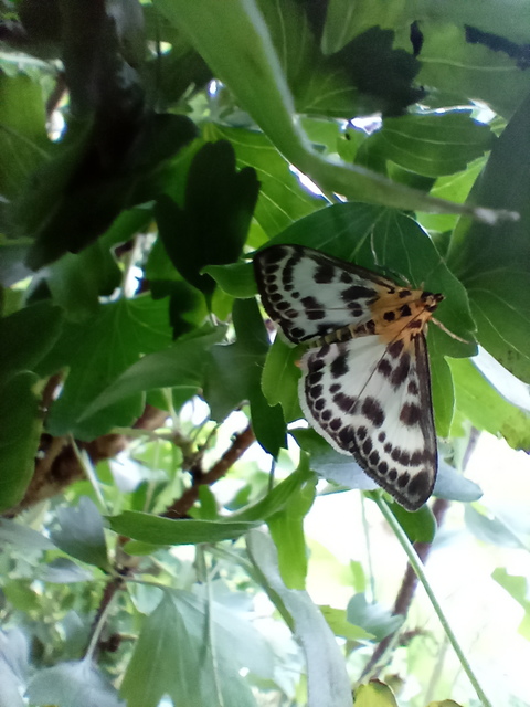 Anania hortulata - tarka csalánmoly