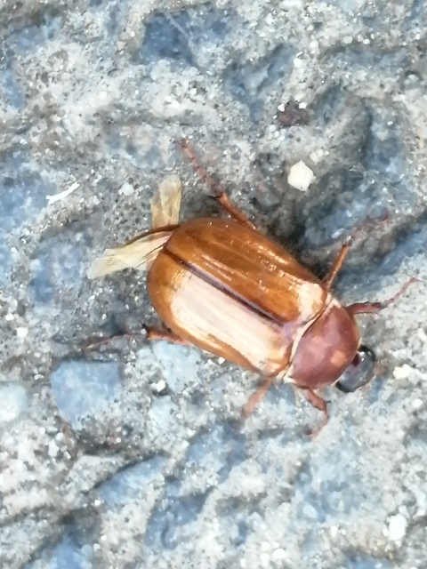 Amphimallon solstitiale - bordás sárgacserebogár