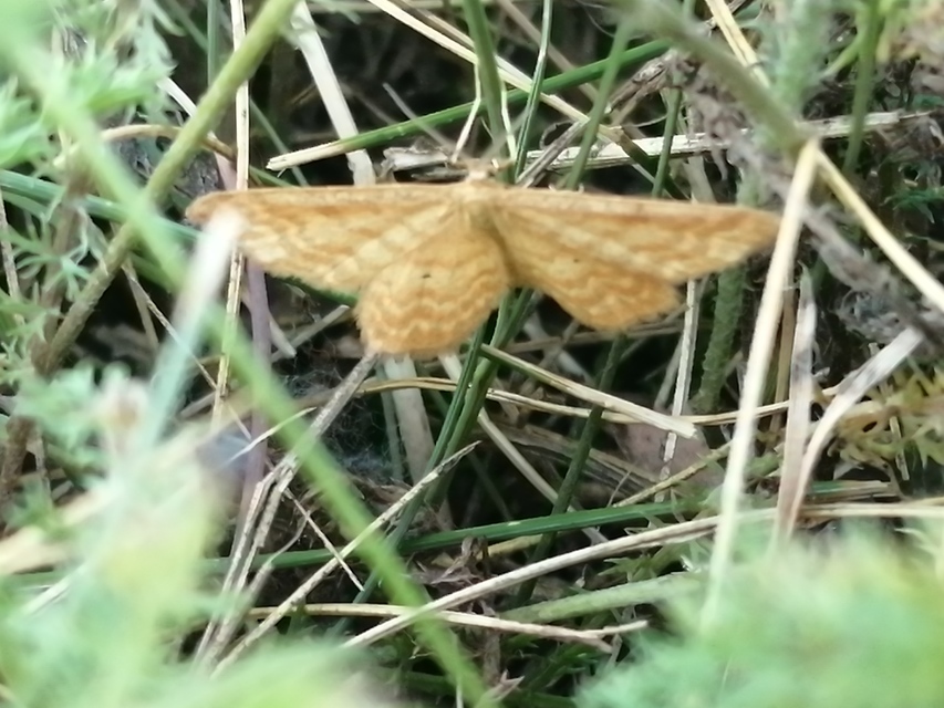 Idaea serpentata - kis sávosaraszoló