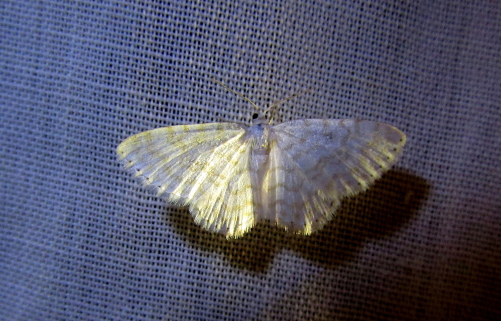 Asthena albulata - gyertyán-fehéraraszoló