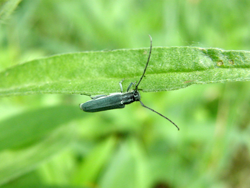 Phytoecia coerulescens - kígyósziszcincér