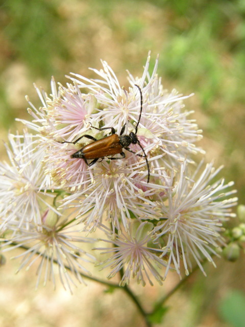 Stictoleptura maculicornis - tarkacsápú virágcincér