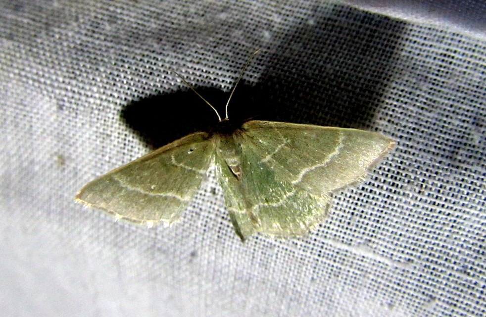 Chlorissa cloraria - sárgászöld araszoló