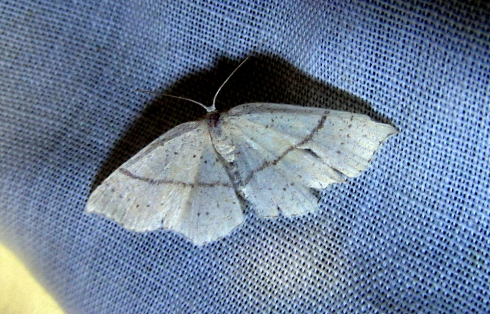 Cyclophora punctaria - sávos pettyesaraszoló