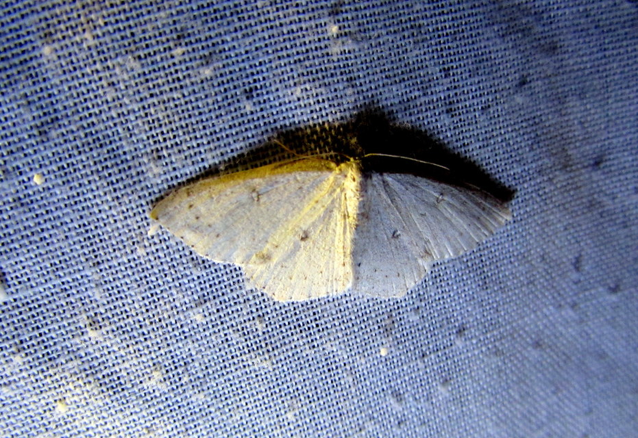 Cyclophora albipunctata - hegyi pettyesaraszoló