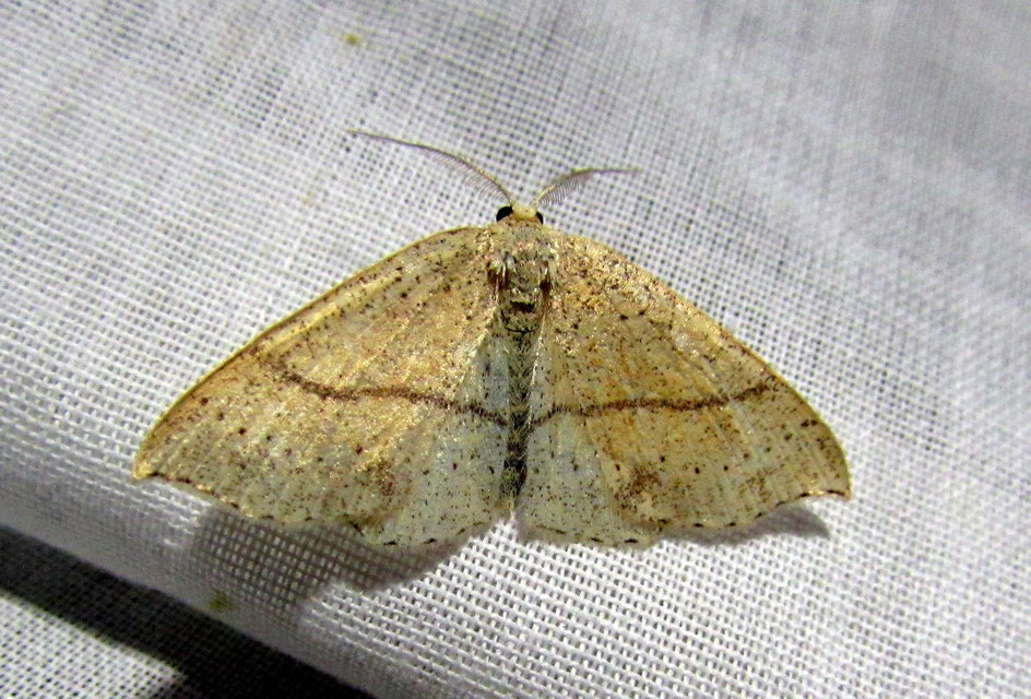 Cyclophora punctaria - sávos pettyesaraszoló
