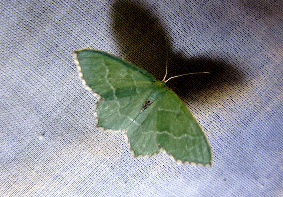 Hemithea aestivaria - nyír-zöldaraszoló