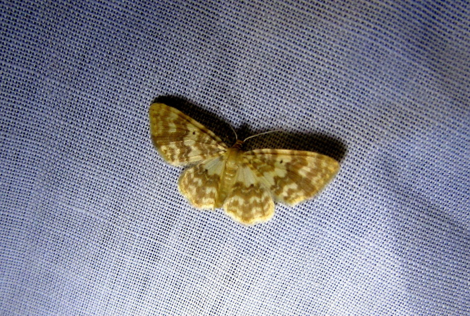 Hydrelia flammeolaria - narancssárga araszoló