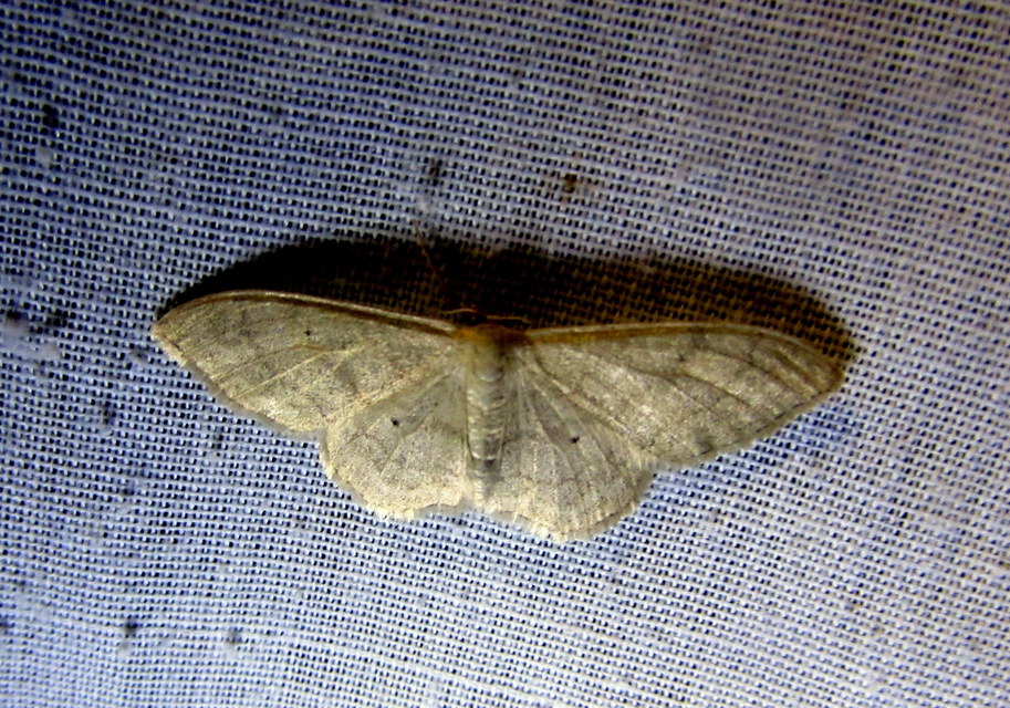 Idaea deversaria - egyszínű sávosaraszoló