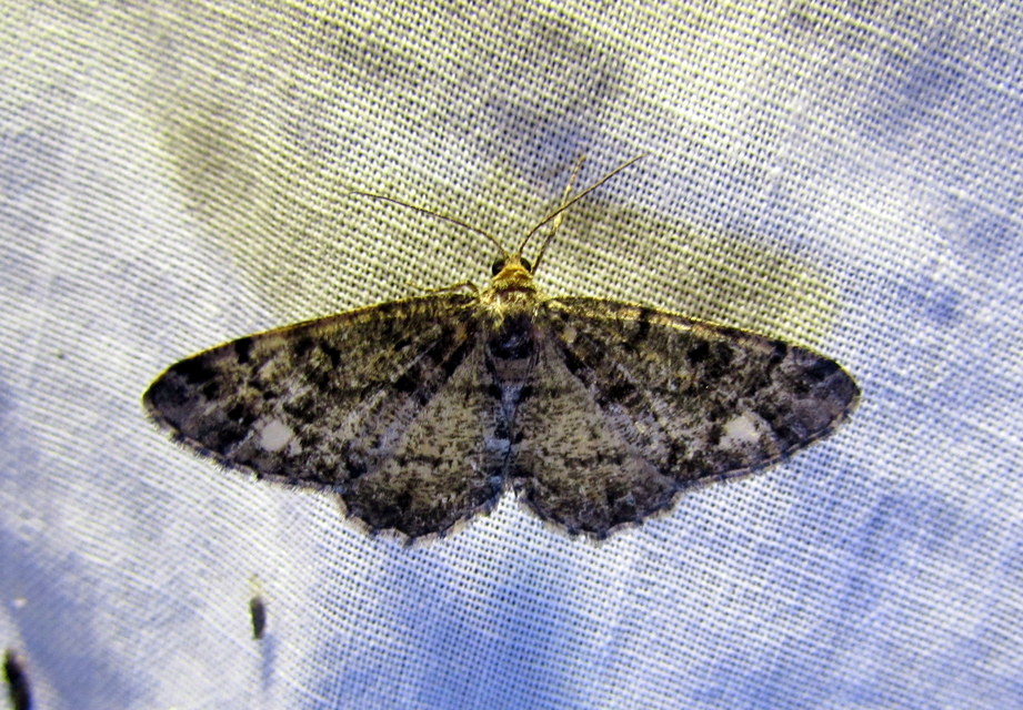 Parectropis similaria - barna zuzmóaraszoló