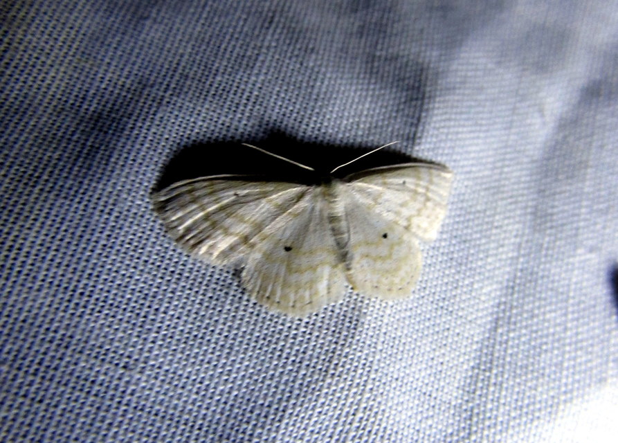 Scopula immutata - réti fehéraraszoló