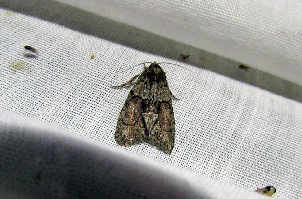 Cryphia fraudatricula - homoki zuzmóbagoly
