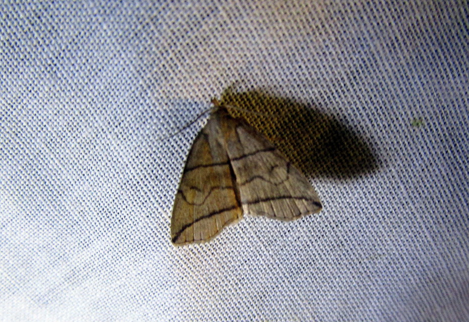 Herminia grisealis - ligeti karcsúbagoly
