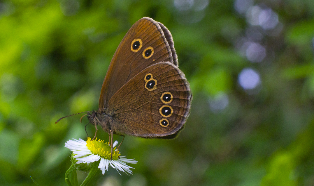 Aphantopus hyperanthus - közönséges ökörszemlepke