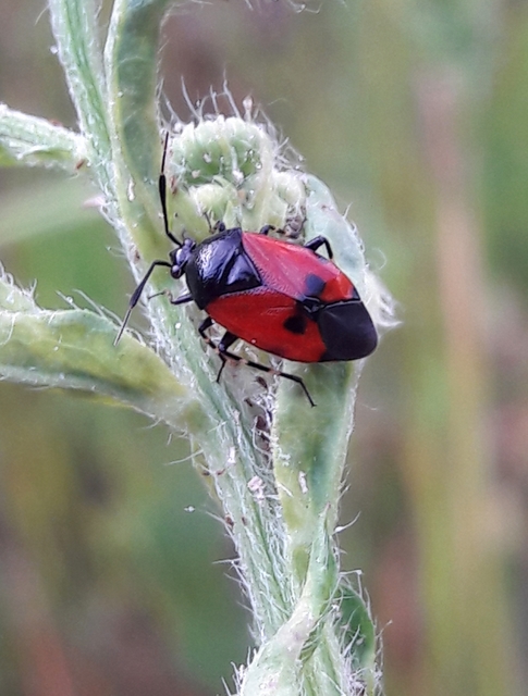 Deraeocoris rutilus - cinóber mezeipoloska