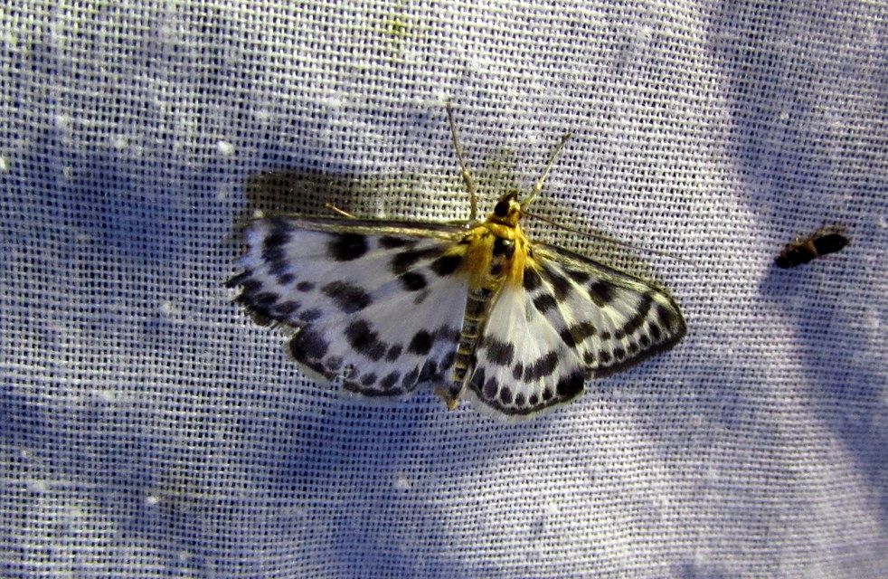 Anania hortulata - tarka csalánmoly