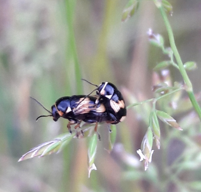 Cryptocephalus moraei - közönséges zömökbogár