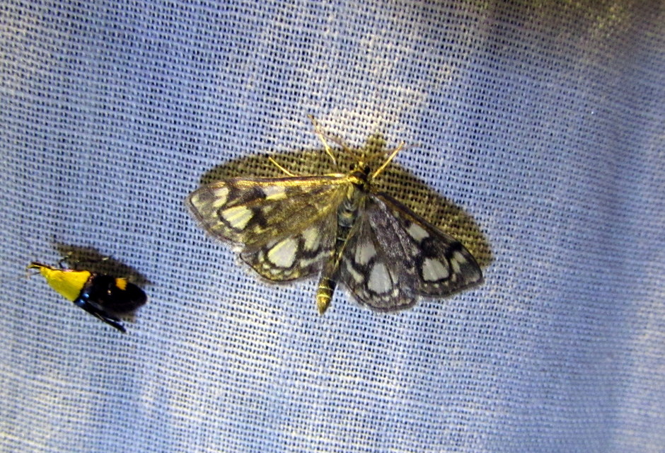 Anania coronata - koronás dudvamoly