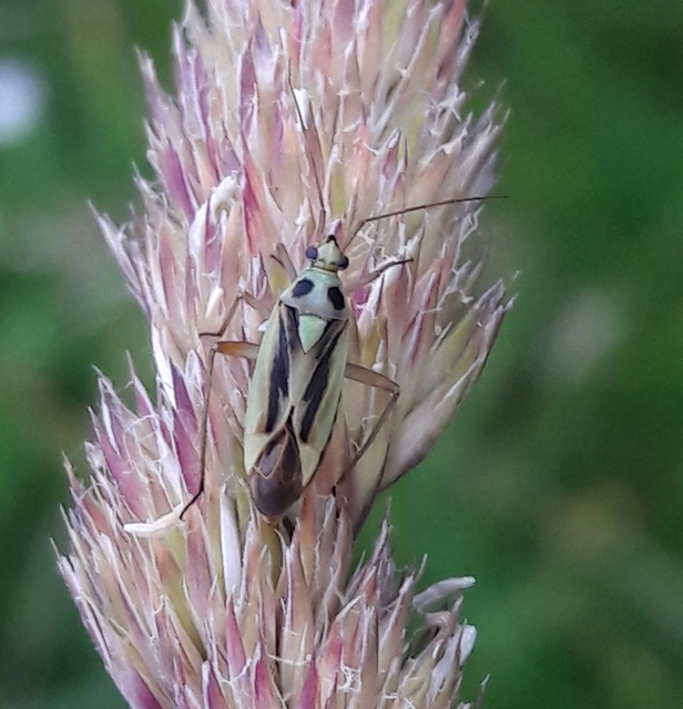 Stenotus binotatus - kétfoltos mezeipoloska