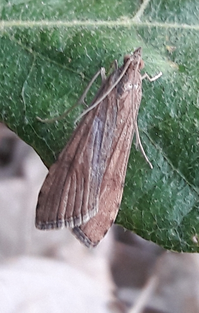 Nomophila noctuella - közönséges vándormoly